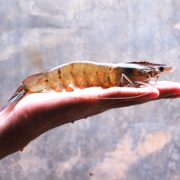 AdobeStock_116833601-sq