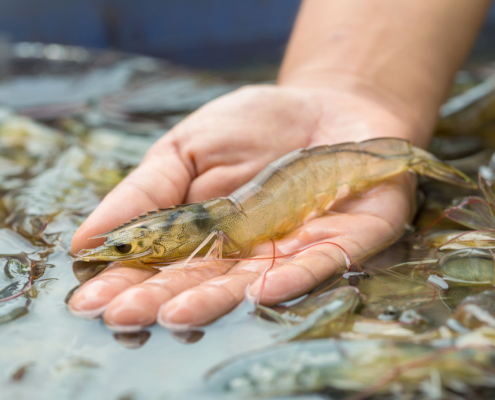 White,Shrimp,,Economic,Animals,From,Farms,That,Are,Docked,And